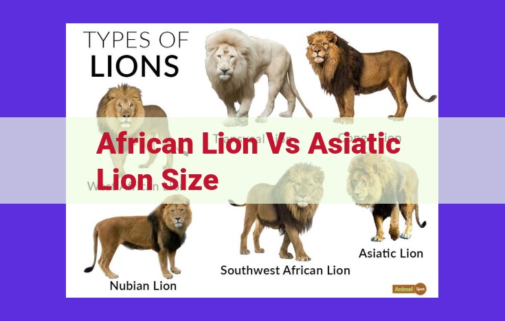 African Lions vs. Asiatic Lions: Unveiling the Physical Distinctions