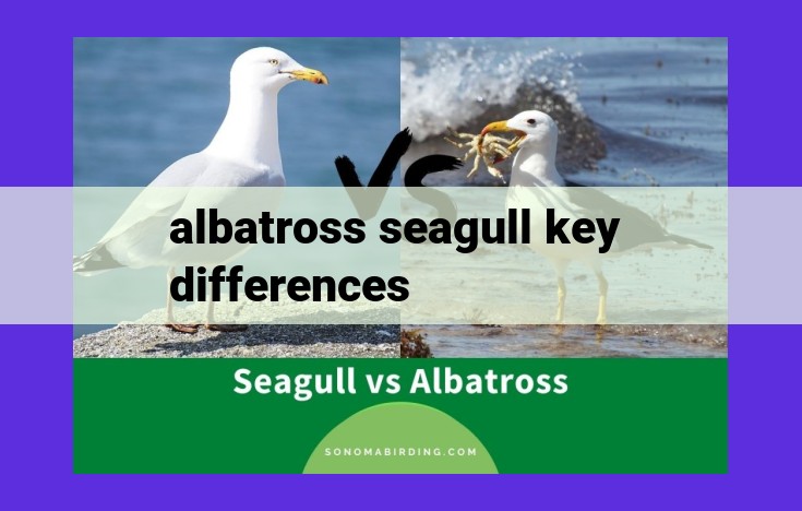 Albatrosses vs. Seagulls: Uncovering the Key Differences in Size, Beaks, and Flight