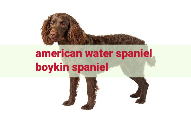 american water spaniel boykin spaniel