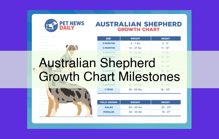 Australian Shepherd Puppy Growth and Development Timeline: A Comprehensive Guide for Owners