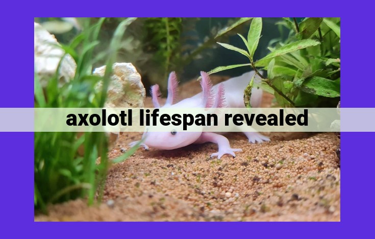 Unlocking the Longevity Secrets of Axolotls: Exploring Lifespan, Neoteny, and Conservation