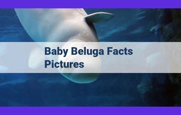 Unveiling the Enchanting World of Baby Belugas: A Comprehensive Guide