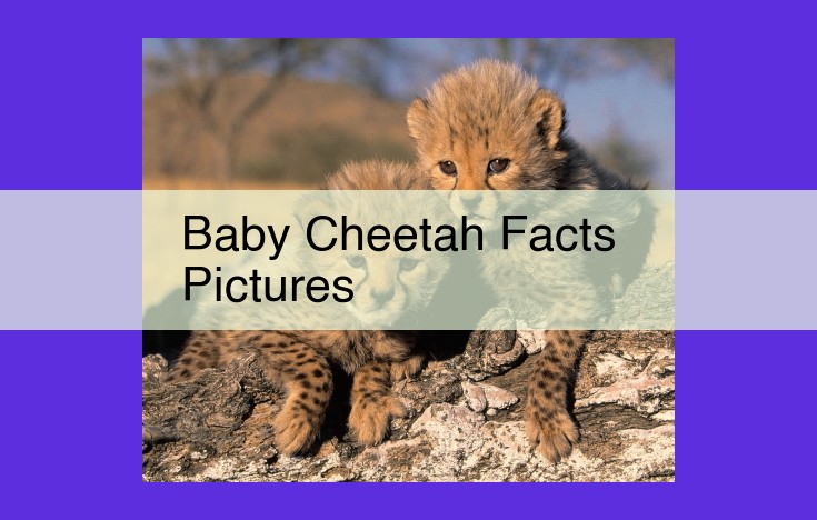 The Ultimate Guide to Baby Cheetahs: Uncovering Their Science, Cuteness, and Care