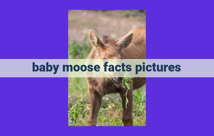 Ultimate Guide to Baby Moose: Exploring Their Growth, Challenges, and Adorable Charm