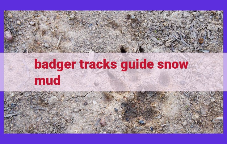 Comprehensive Badger Track Tracking Guide: Uncover Identification Secrets