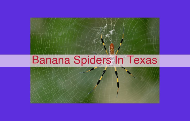 Banana Spiders in Texas: Size, Colors, Habitats, and Bite Safety