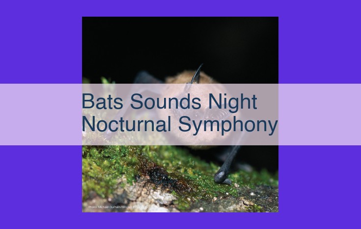 Echolocation Symphony: Unveiling the Nocturnal Realm with Bats