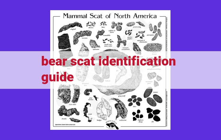 The Ultimate Bear Scat Identification Guide: Uncovering Bear Diets, Behaviors, and More