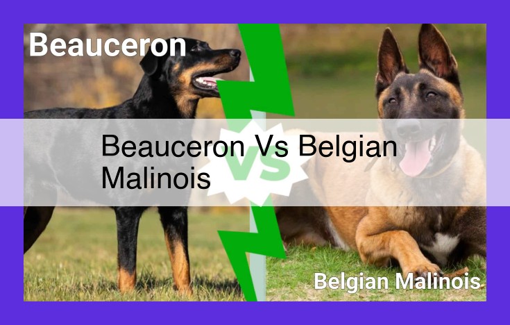 Beauceron vs Belgian Malinois: Distinctive Traits of Working and Companion Breeds