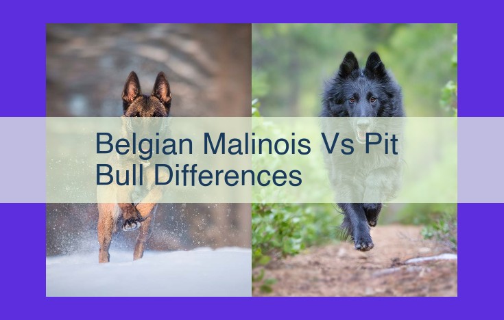 Belgian Malinois vs. Pit Bull: Key Differences, Origins, and Traits