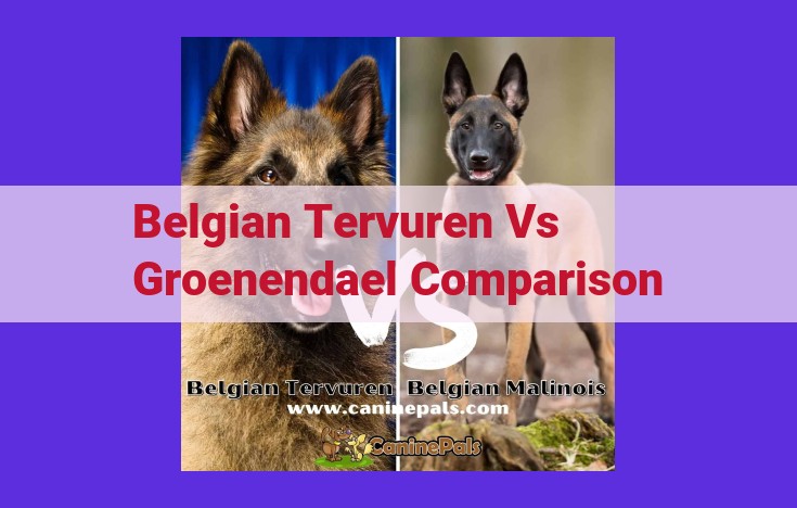 Belgian Tervuren vs Groenendael: Unraveling the Differences in Coat, Temperament, and Abilities