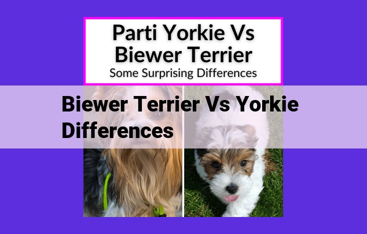 Biewer Terriers vs. Yorkshire Terriers: Key Differences in Breed and Characteristics