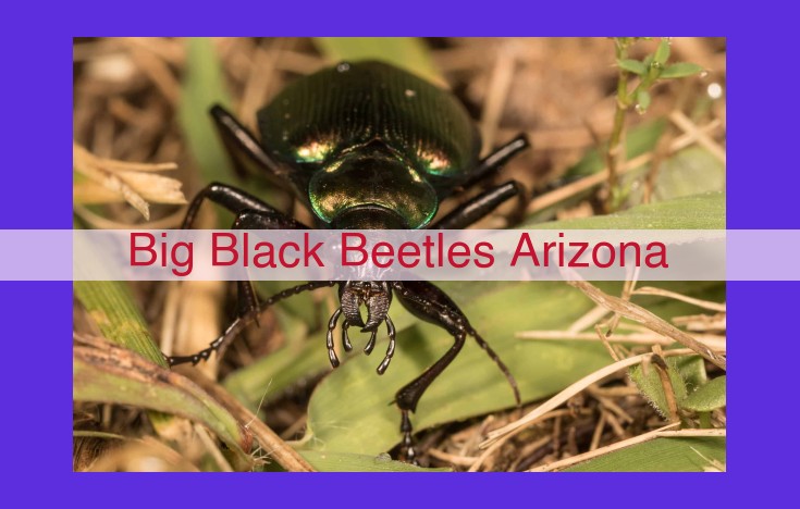 Arizona's Insect World: Uncovering the Diversity and Risks of Black Beetles