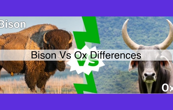 Understanding the Key Differences Between Bison and Oxen: Physical Attributes, Behavior, and Uses