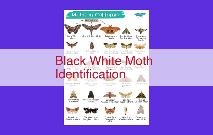 Unravel the Enigmatic World of Black-and-White Moths: A Comprehensive Guide to Identification and Conservation