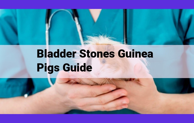 Comprehensive Guide to Bladder Stones in Guinea Pigs: Diagnosis, Treatment, and Prevention