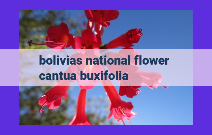 Unveiling Bolivia's National Flower: Cantua Buxifolia, a Symbol of Resilience and Beauty | SEO Optimized Title