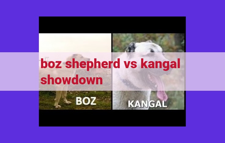 Discover the Canine Titans: Boz Shepherd vs Kangal Showdown in Turkey