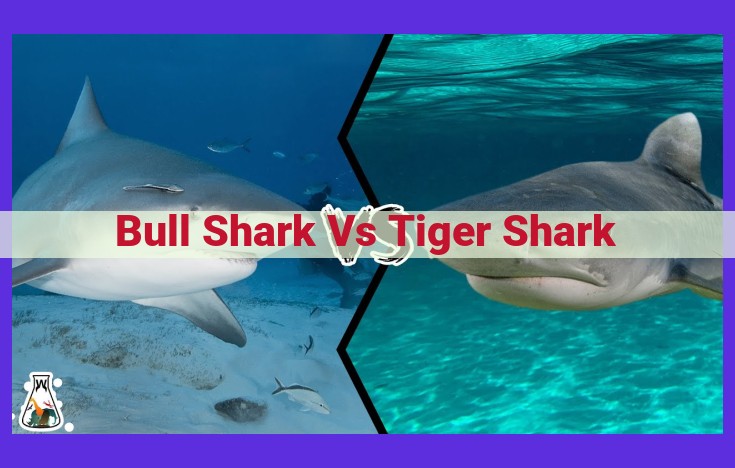 Bull Sharks vs Tiger Sharks: Key Differences in Habitat, Appearance, and Behavior