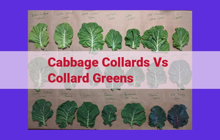 Discover the Vibrant World of Cabbage Collards, Collard Greens, and Mustard Greens: Exploring Flavor and Nutrition