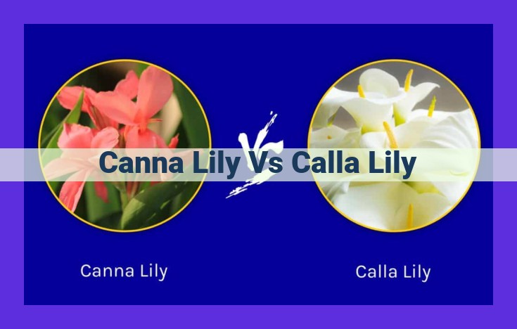 Canna and Calla Lilies: Striking Ornamentals with Distinct Origins and Characteristics