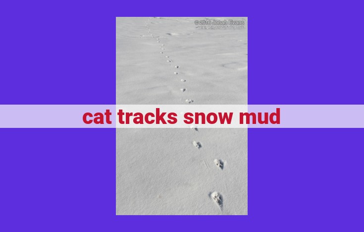 How to Identify Cat Tracks in Snow and Mud: A Comprehensive Guide