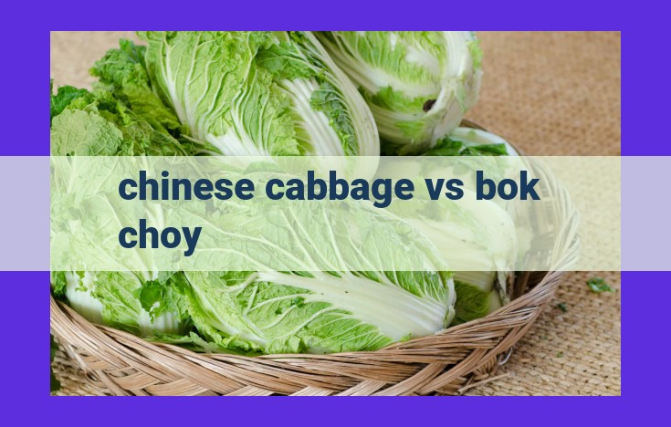 Comparative Guide: Chinese Cabbage vs. Bok Choy - Nutritional Profiles, Culinary Uses, and Storage Tips