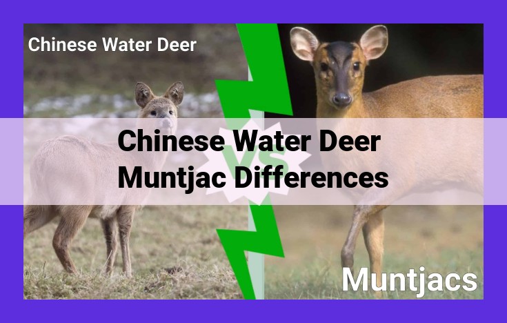 Distinguishing Chinese Water Deer and Muntjacs: Size, Antlers, Habitat, and Diet