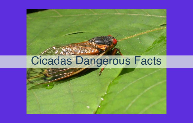 Debunking the Cicada Myth: No Threat to Humans or Animals