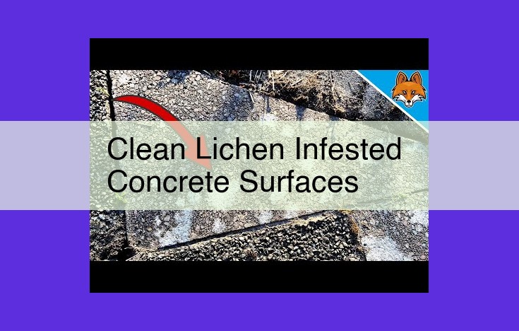 Eliminate Lichen from Concrete: Proven Techniques for Pristine Surfaces