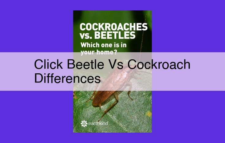 Comparative Analysis: Click Beetles vs. Cockroaches - Key Differences in Classification, Morphology, Behavior, and Ecology