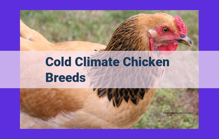 Discover the 5 Unrivaled Characteristics of Cold Climate Chicken Breeds for Exceptional Winter Performance