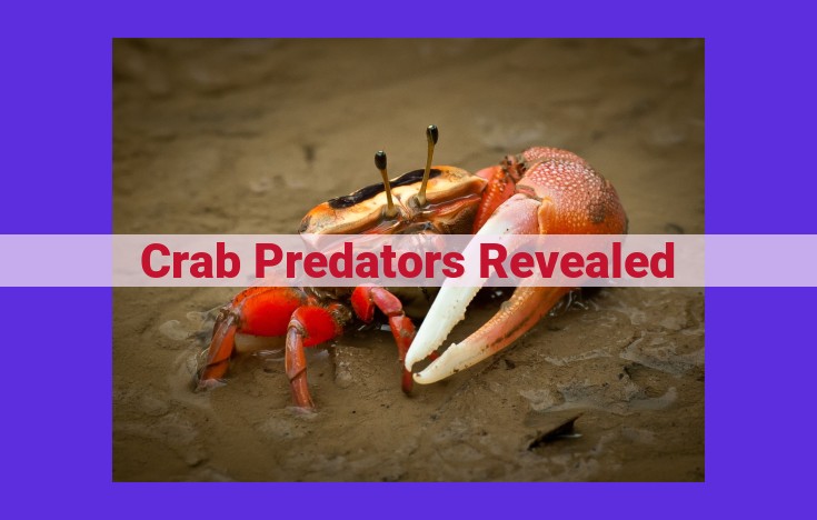 Discover the Intriguing World of Crab Predators: Unveiling the Threats and Adaptations