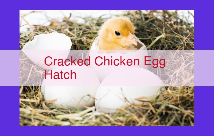 The Biology of Chicken Egg Hatching: A Journey from Embryo to Chick