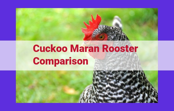 Comparison of Egg Production, Size, Color, and Other Traits: Cuckoos vs. Marans