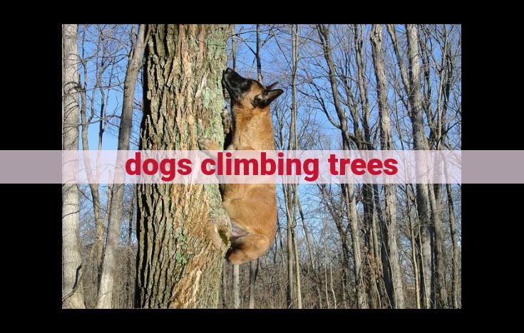 dogs climbing trees