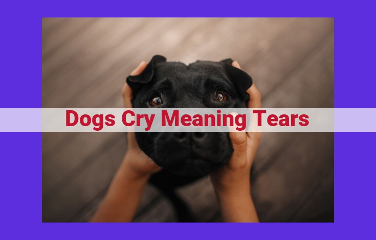 Tears in Dogs: Causes, Concerns, and Care