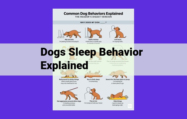 Understanding Canine Sleep Patterns: A Guide for Optimal Sleep Health