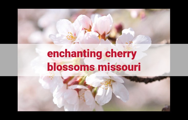 enchanting cherry blossoms missouri