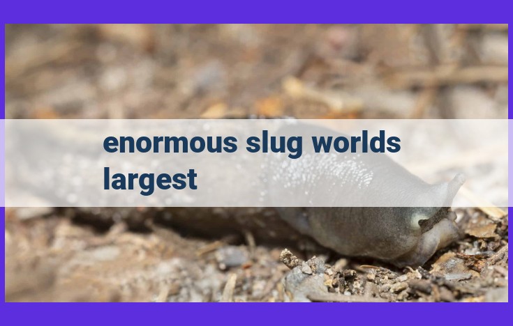 Behold the Largest Slug on Earth: A Colossal Invertebrate