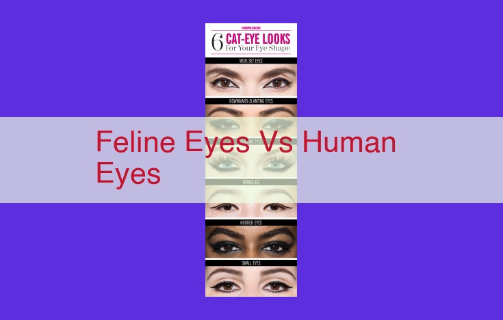 Comparative Anatomy of Feline and Human Eyes: Adaptations for Night and Day