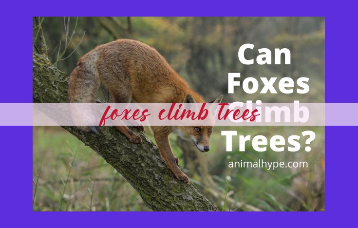 The Remarkable Tree-Climbing Prowess of Foxes: Enhancing Survival and Well-Being