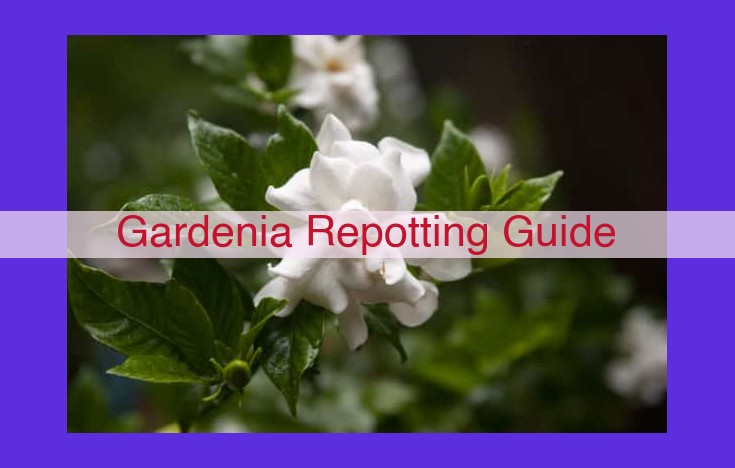 The Essential Guide to Repotting Gardenias: Tips for Success and Problem-Solving