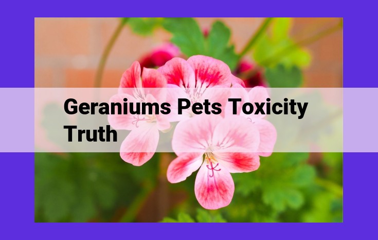 Understanding Geranium Toxicity: Safeguarding Pets, Humans, and Your Environment