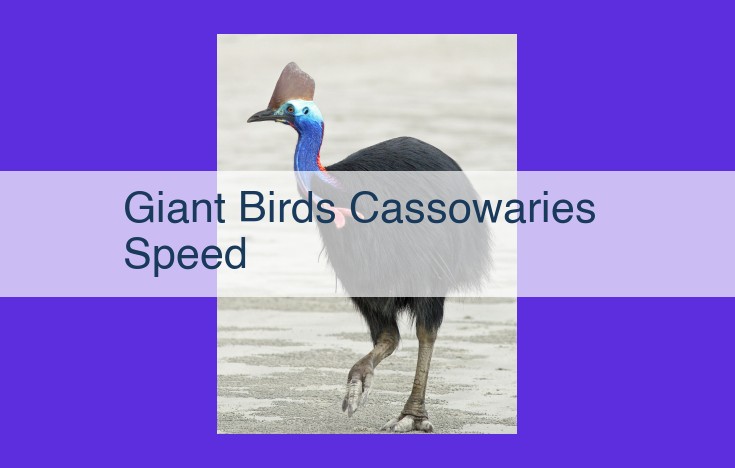 The Incredible Speed and Elusive Nature of Cassowaries: Navigating the Rainforest with Remarkable Agility