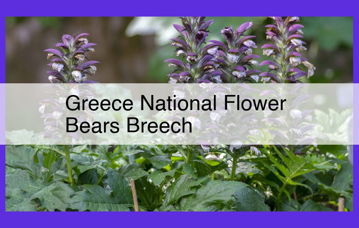 Unveiling the Mediterranean Gem: The Bears Breech, Greece's National Flower