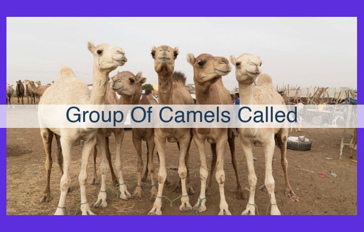 Camel Group Dynamics: Understanding Herds, Caravans, Packs, and Troops