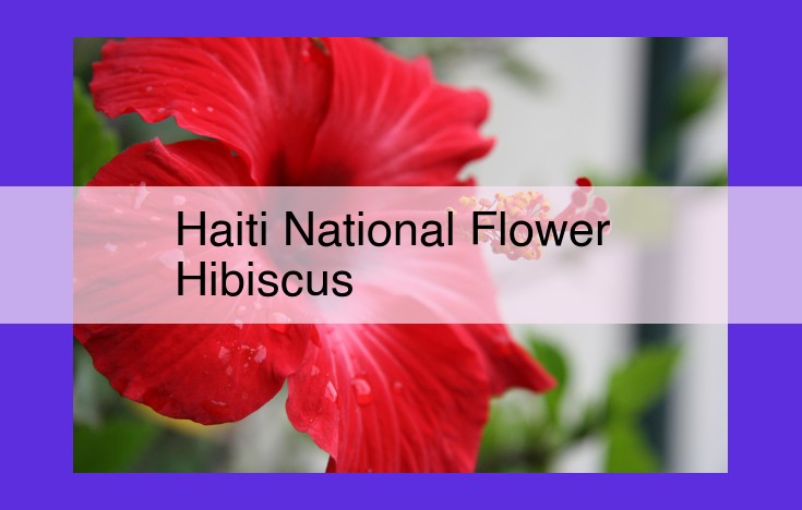 Haiti's National Flower: The Vibrant Hibiscus and Its Cultural Significance