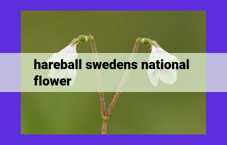 Harebell: Sweden's National Flower - Significance, Symbolism, and Conservation