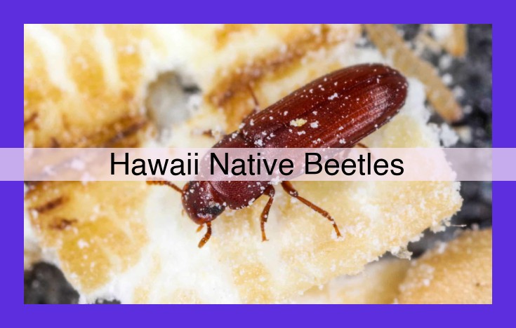 Discover the Enigmatic Endemic Beetles of Hawaii: Guardians of Archipelago's Biodiversity